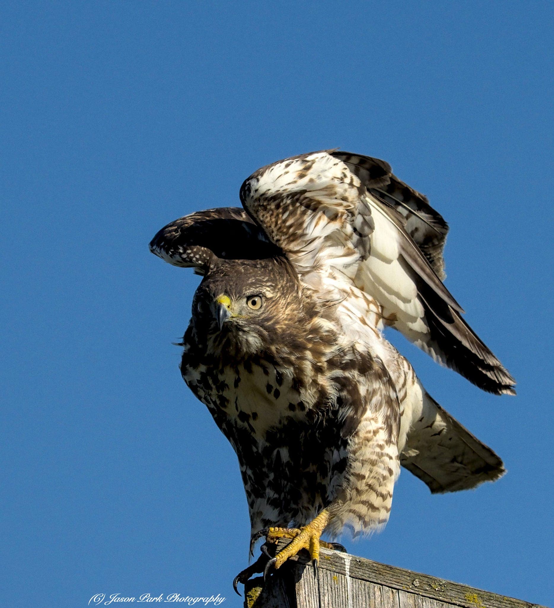 Wild Bird in Natural Environment