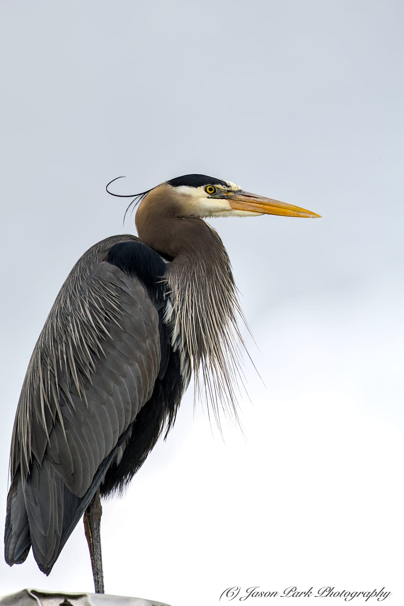 Great Blue Heron by the Water