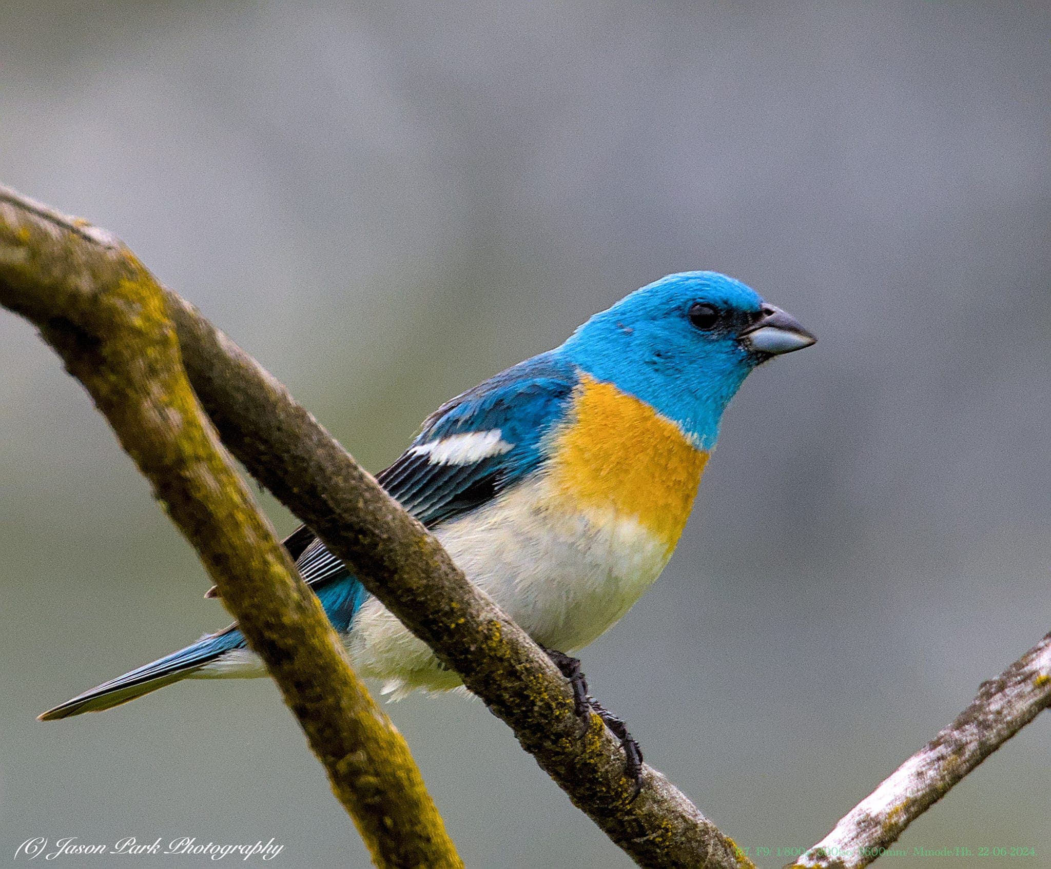 Lazuli Bunting in Flight