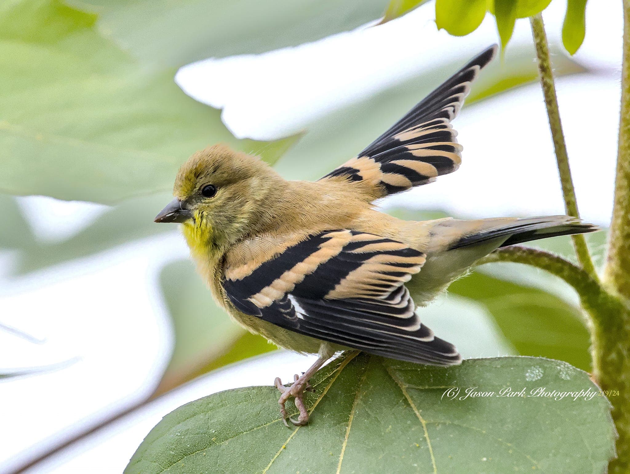 Yellow Bird Perched on Branch